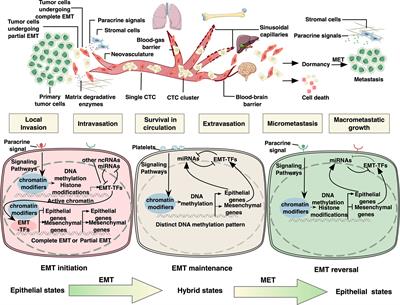 Epigenetic Regulation of Epithelial to Mesenchymal Transition in the Cancer Metastatic Cascade: Implications for Cancer Therapy